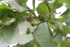 Gardenia latifolia